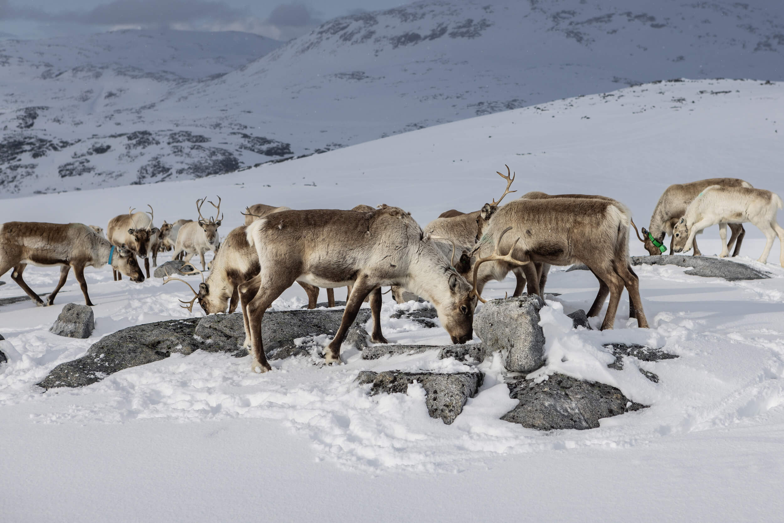 Norwegen_Rendiermigratie_33